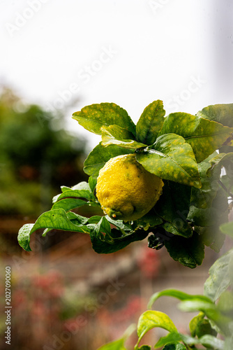 fresh lemon tree