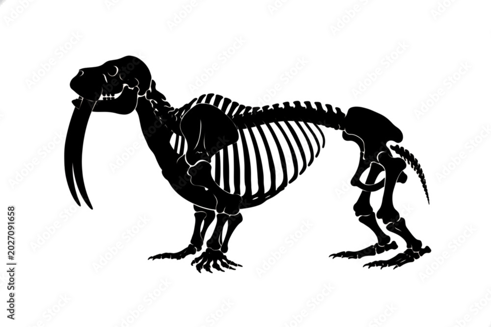 Fototapeta premium Walrus Skeleton Silhouette: A stark black silhouette of a walrus skeleton, showcasing its internal bone structure, including the prominent tusks and rib cage, presented against a clean background.