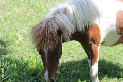 a pony horse is grazing on green grass