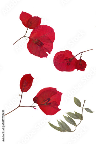 Фотография Herbarium collection features pressed dried red bougainvillea flowers and green leaves isolated on white