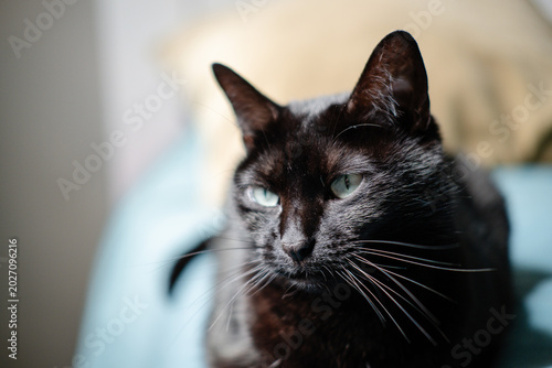 Black cat