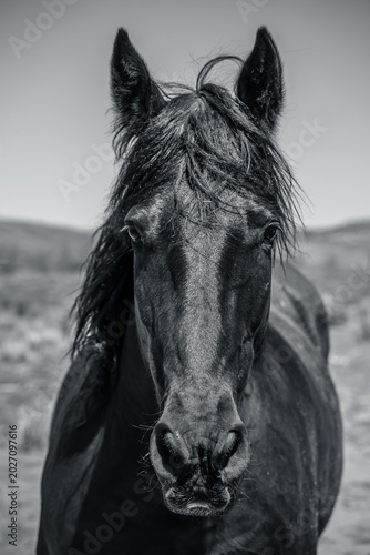 Wild horses with wild hair