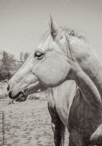 Wild horses with wild hair