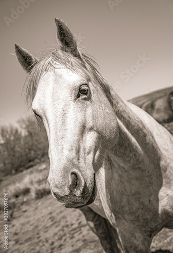 Wild horses with wild hair
