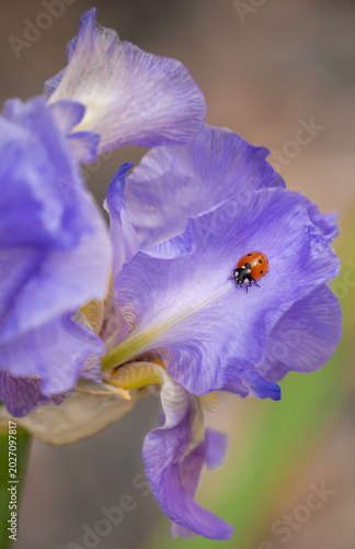 Iris with a lady bug