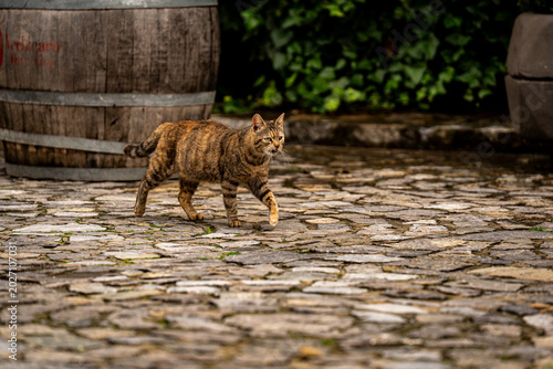 Canvas Print cat in the garden