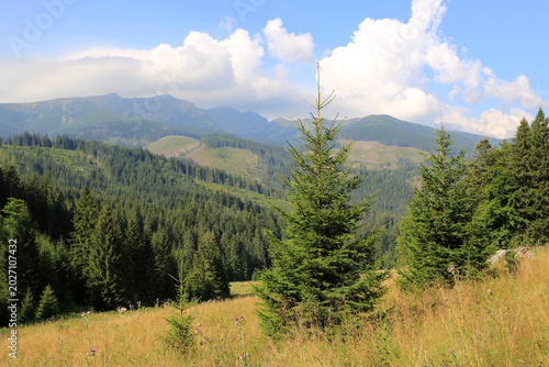Lush green pine forest covers rolling hills in the Low Tatra mountains of Slovakia