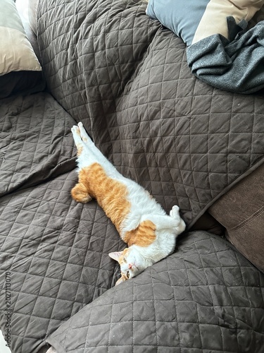 cat sleeping on the bed