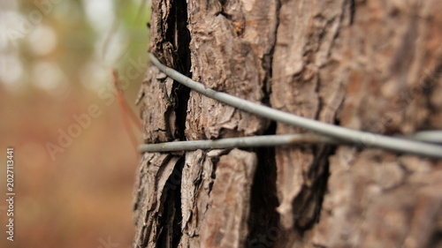 Photography tree trapped