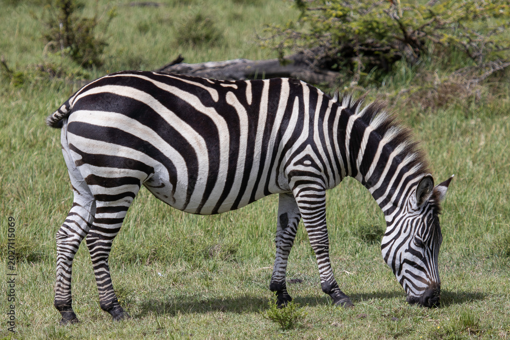 Obraz premium zebra in the grass
