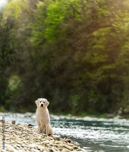 Golden retriever puppy relaxing on a rocky riverbank near water during golden hour. Peaceful outdoor dog portrait with natural light, soft bokeh, and scenic nature background.