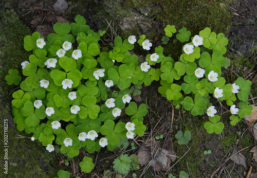 Wood Sorrel growing in the forest in spring time.