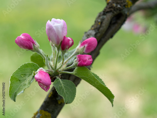 Blooming  pink crab apple trees in the  spring garden.