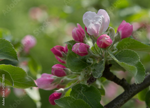 Blooming  pink crab apple trees in the  spring garden.