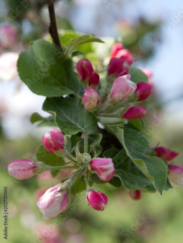 Blooming  pink crab apple trees in the  spring garden.