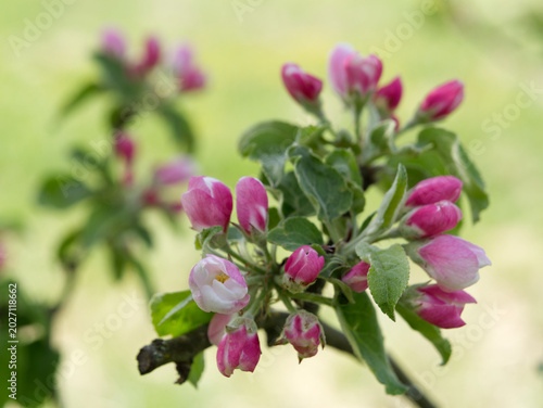 Blooming  pink crab apple trees in the  spring garden.