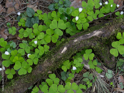 Wood Sorrel growing in the forest in spring time.