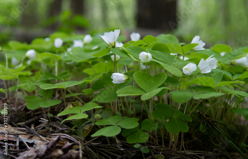 Wood Sorrel growing in the forest in spring time.