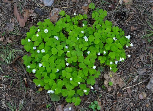 Wood Sorrel growing in the forest in spring time.
