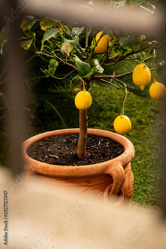 lemon on the tree