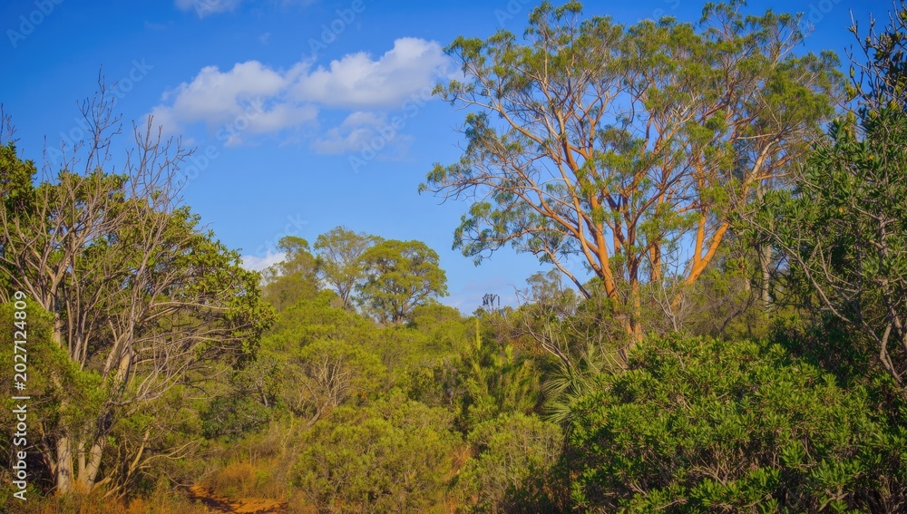 Fototapeta premium Bustling springtime bush forest with flourishing native gum trees and shrubs