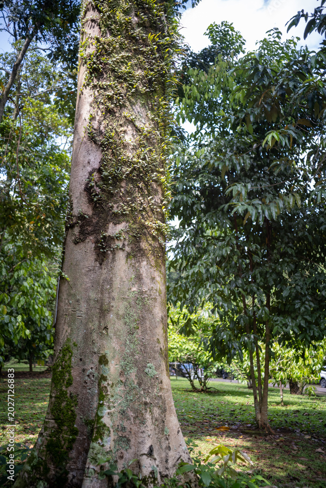 Fototapeta premium A tall tree trunk covered with creeping vines and moss stands on a sunny grassy lawn in Bogor Botanical Gardens, surrounded by lush tropical greenery and forest vegetation