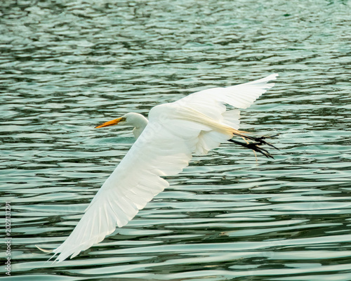 Great Egret in Flight