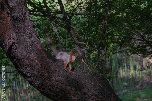 Cute little squirrel on a tree