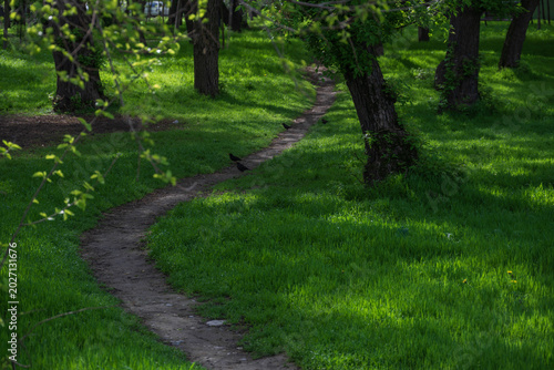 Spring park path for walks and family time, sunlight through green trees