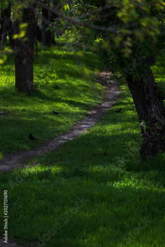 Spring park path for walks and family time, sunlight through green trees