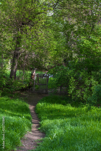 Spring park path for walks and family time, sunlight through green trees