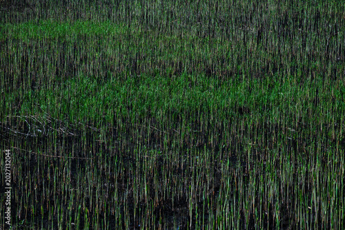 Natural textures, fresh grass, reeds and water lilies on an overgrown pond