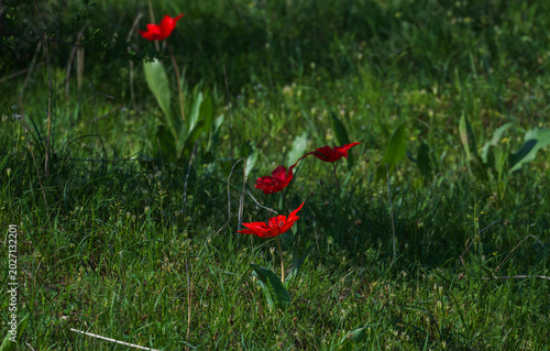 Tulips, endemic to Kyrgyzstan, blooming in the mountains in spring, are listed in the Red  Data Book of the Kyrgyz Republic.