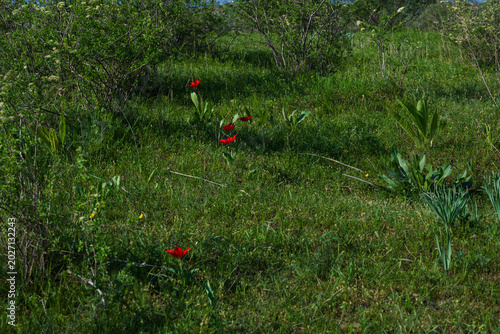 Tulips, endemic to Kyrgyzstan, blooming in the mountains in spring, are listed in the Red  Data Book of the Kyrgyz Republic.