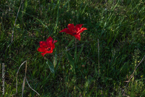 Tulips, endemic to Kyrgyzstan, blooming in the mountains in spring, are listed in the Red  Data Book of the Kyrgyz Republic.