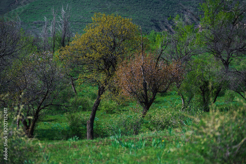 Spring blooming in the mountains of Kyrgyzstan