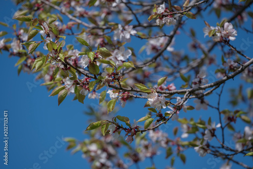 Spring blooming in the mountains of Kyrgyzstan
