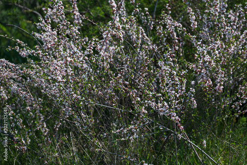 Spring blooming in the mountains of Kyrgyzstan