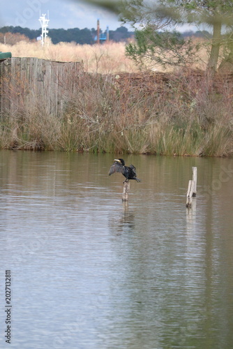 Oiseaux réserve ornithologique 