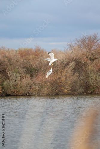 Oiseaux réserve ornithologique 