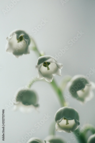 Extreme macro shot of lily of the valley flowers. Detailed close-up of white Convallaria majalis bells on a bright soft focus background.