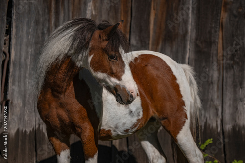 portrait of a brown horse