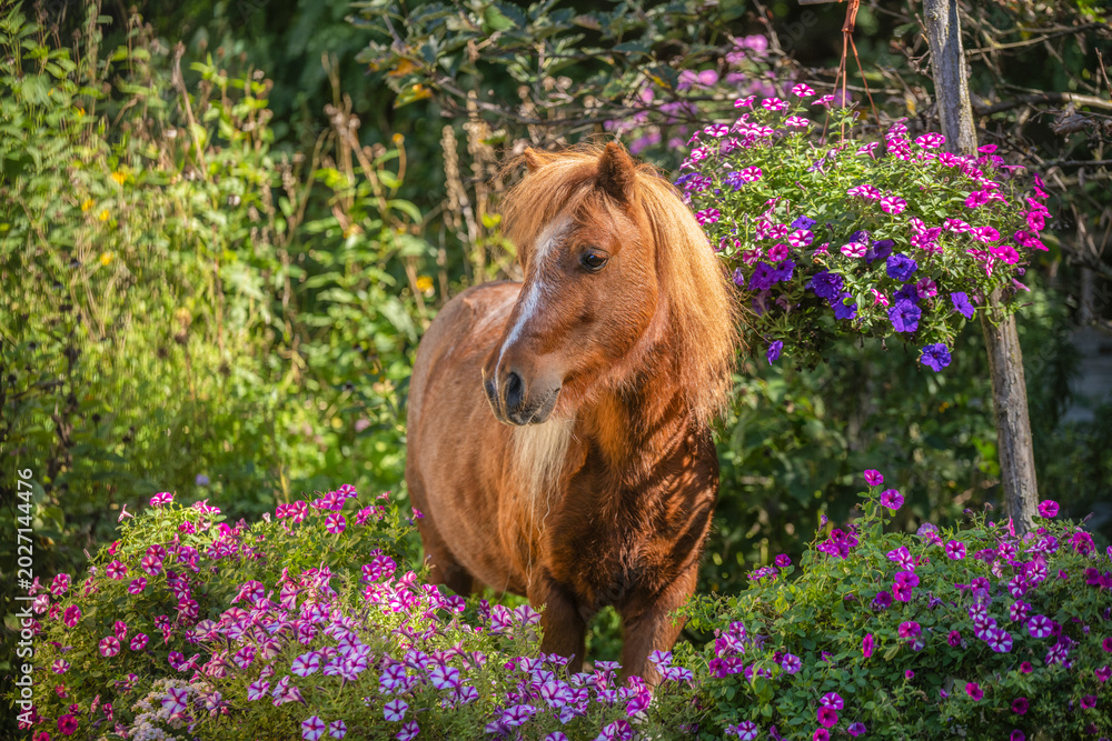 Fototapeta premium wild flowers in the garden