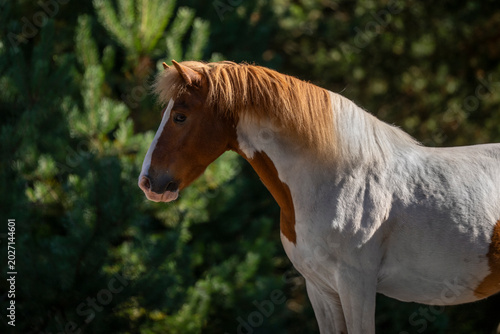 portrait of a horse in autumn