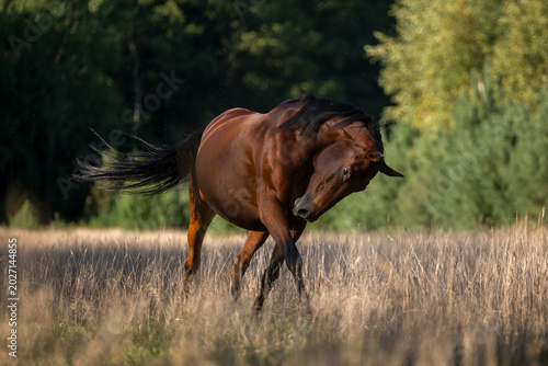 horse in the meadow