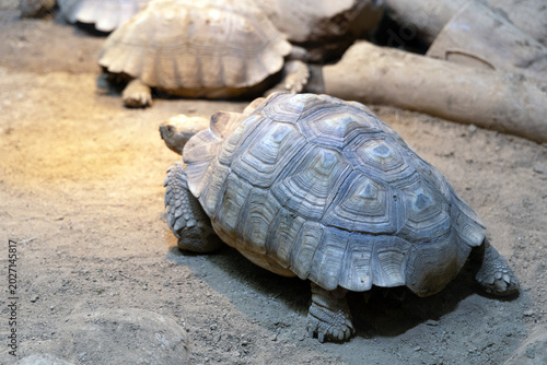 Cuadro en lienzo Sulcata tortoise walking on sand with detailed carapace texture, photographed at