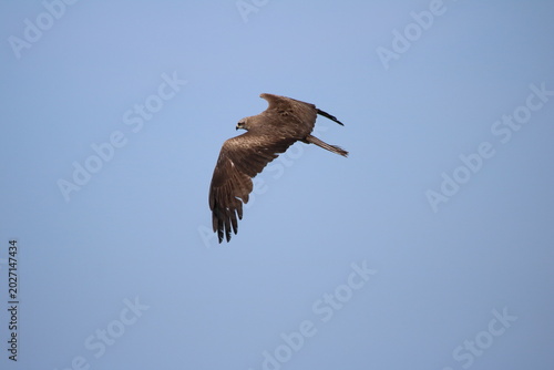 Oiseaux de rivage - cormoran