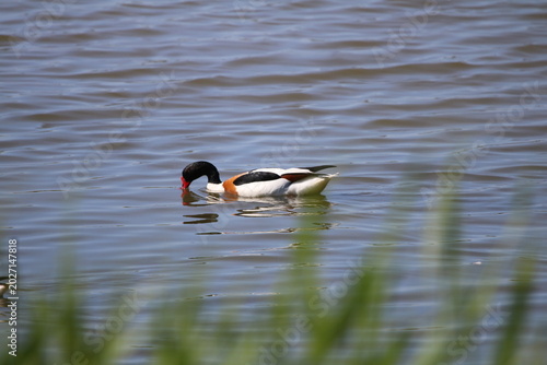 Oiseaux de rivage - cormoran