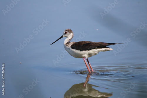 Oiseaux de rivage - cormoran