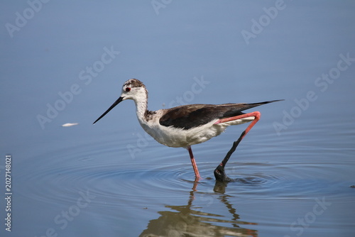 Oiseaux de rivage - cormoran